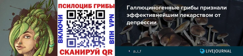 Купить закладки  Берёзовка  Псилоцибиновые грибы Psilocybine cubensis 